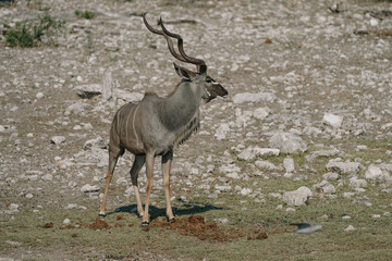 Beautiful male greater kudu (Tragelaphus strepsiceros) in Etosha National park in Namibia