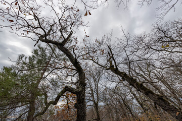 Forest with many trees, some of which are bare and have no leaves