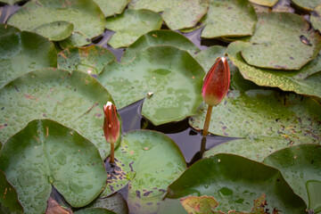 Pink water lilies with water lilies on a pond in a park in cloudy weather