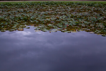 Big pond with a lot of of water lilies in the Hermitage Garden in Bayreuth, Bavaria, Germany
