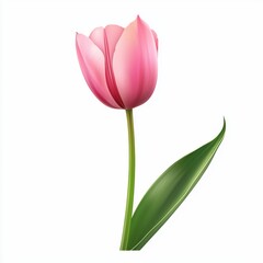 Tulip flower plant isolated on white background