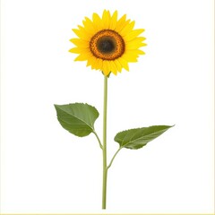 Obraz premium Embrace summers warmth with a vibrant sunflower, its bright petals shining brightly against a pure white canvas.