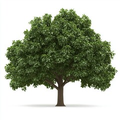 Walnut tree isolated on white background