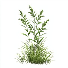 Fototapeta premium Wheat plant isolated on white background