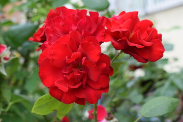 Red roses with vibrant petals in a natural setting, surrounded by green leaves. Red Roses in Full Bloom