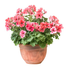 Decorative Potted Geranium Plant with Pink and Red Flowers Isolated on Transparent Background