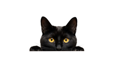 Isolated Black Cat Peeking on White Background