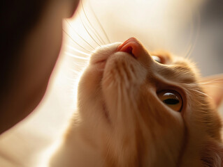 Abyssinian cat with whiskers, eyes, and orange fur in an adorable pet portrait for stock image