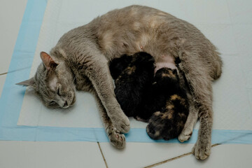 Asian cat breastfeeding her three kittens