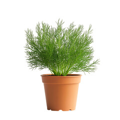 A Small Potted Dill Plant with Feathery Green Leaves Isolated on Transparent Background