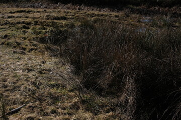 Landschaft im Februar mit Sumpf