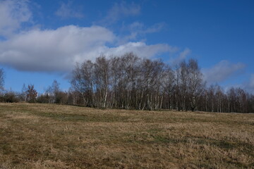 Landschaft im Februar mit Baumgruppe