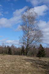 Landschaft im Februar mit Betula pendula