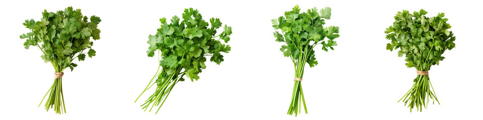Fresh bunches of cilantro ready for culinary use or garnishing dishes and salads.
