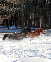 Black and Chestnut Horseplay 