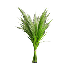 Obraz premium Lush green pampas grass bouquet on transparent background
