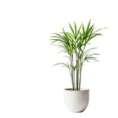 A Small Potted Bamboo Palm Plant with Slender Green Leaves Isolated on Transparent Background