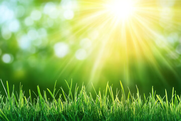 Obraz premium Green grass with sunset views. 