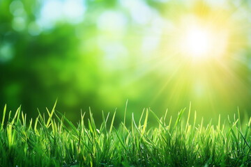 Fototapeta premium Green grass with sunset views. 