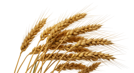 Ripe Wheat Ears isolated on transparent background , Wheat Ears PNG 