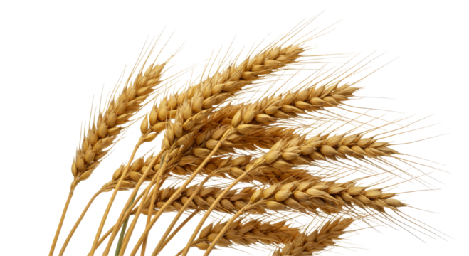 Ripe Wheat Ears isolated on transparent background , Wheat Ears PNG 