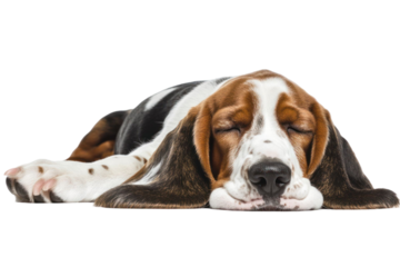 Sleeping canine with closed eyes and long floppy ears isolated on transparent background
