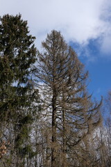 Baumwipfel mit Kalamitätsschaden