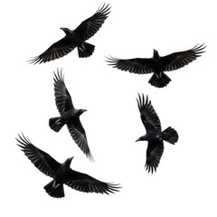 Flying Crows isolated on transparent background, Flocks Of Crows Flying PNG 