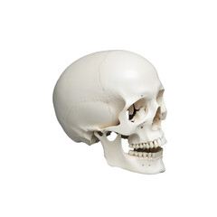 Naklejka premium Realistic human skull side view on a transparent background