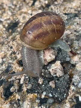 Caracol en su h&aacute;bitat natural 