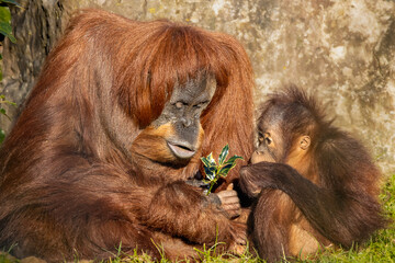 Orangutan mother and child portrait
