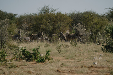 Herd of zebras in the bushes of the savannah in Etosha national park in Namibia