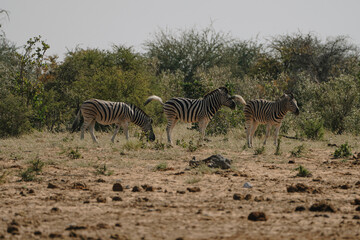 Herd of zebras in the bushes of the savannah in Etosha national park in Namibia