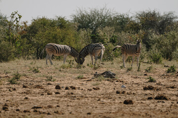 Herd of zebras in the bushes of the savannah in Etosha national park in Namibia