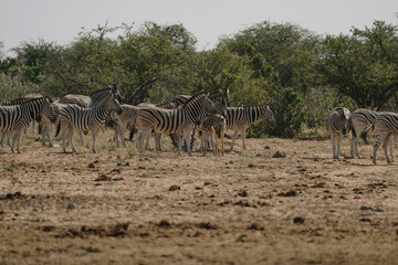 Herd of zebras in the bushes of the savannah in Etosha national park in Namibia