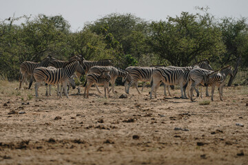 Herd of zebras in the bushes of the savannah in Etosha national park in Namibia