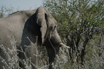 Aggressive male elephant with temporin on his temples (musth) close to a car of tourists in Etosha...