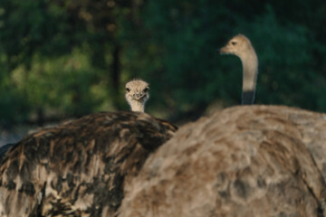 Ostrich's heads at sunset light in Namibia