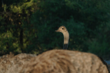 Fototapeta premium Ostrich's heads at sunset light in Namibia