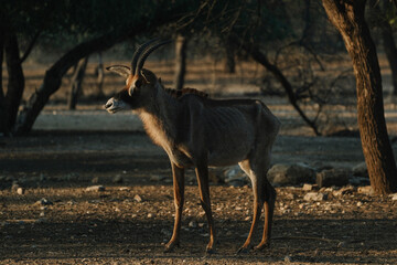 Roan Antelope at sunset light in Namibia