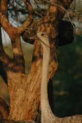 Ostrich's heads at sunset light in Namibia
