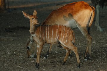 Nyala antelopes at sunlight in Namibia
