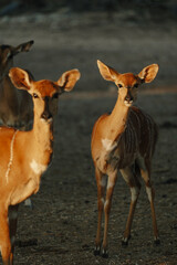 Nyala antelopes at sunlight in Namibia