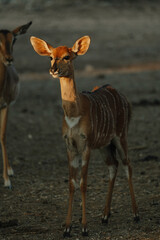 Nyala antelopes at sunlight in Namibia