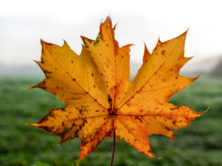 Yellow fallen leaf in focus, green field in a fog out of focus in the background. Fall or autumn calm season concept. Relaxed melancholic mood.