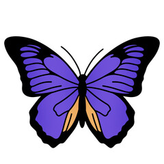 blue butterfly isolated on white background