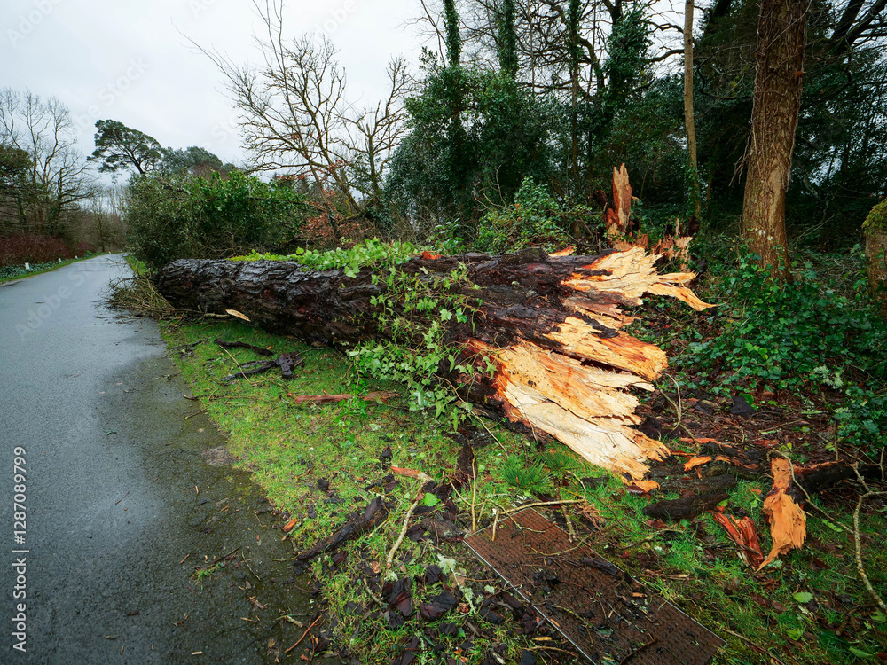 Wall mural a road with trees on either side and a large fallen tree in the middle. the road is covered in leave
