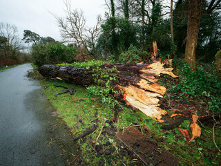 A road with trees on either side and a large fallen tree in the middle. The road is covered in leaves and debris, powerful storm damage result.