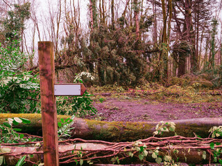 A road with trees on either side and a large fallen tree in the middle. The road is covered in leaves and debris, powerful storm damage result.