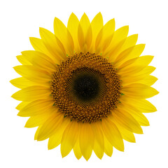 Fototapeta premium A close-up image of a vibrant sunflower isolated on transparent background, PNG File 